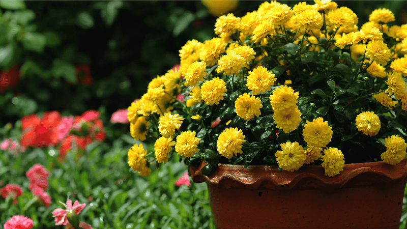 Adding Seasonal Color to Your Landscape This Fall | Crye-Leike Real Estate Services